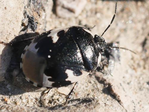 Réf. 178 192 : Tritomegas bicolor