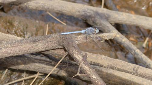 Orthetrum sp.