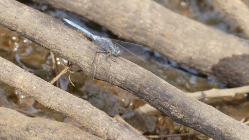 Orthetrum sp.