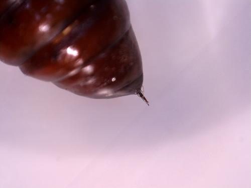 Phlogophora meticulosa