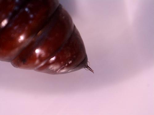 Phlogophora meticulosa