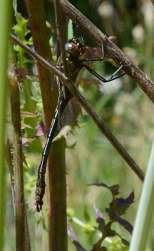 Oxygastra curtisii