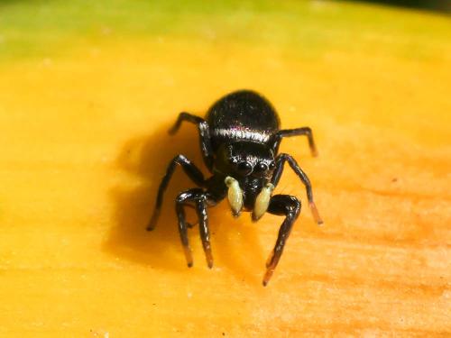 Heliophanus sp.