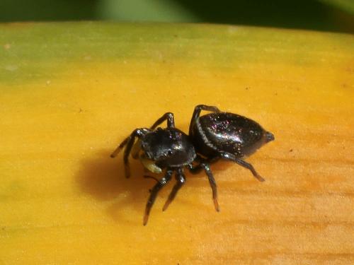 Heliophanus sp.