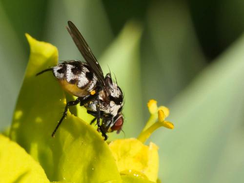 Réf. 178 265 : Anthomyia sp.