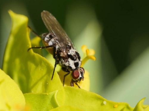 Réf. 178 266 : Anthomyia sp.