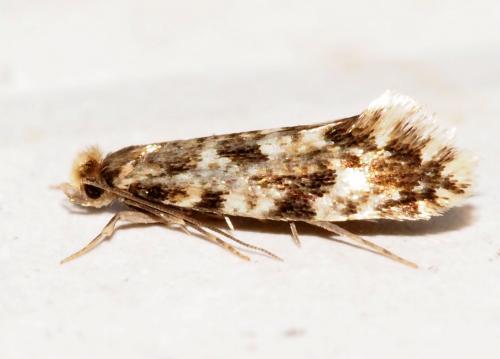 Réf. 178 939 : Nemapogon sp.