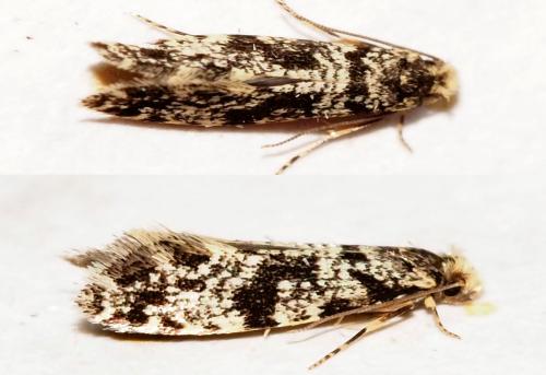 Réf. 178 941 : Nemapogon granella