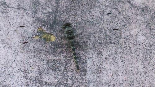Bradinopyga strachani