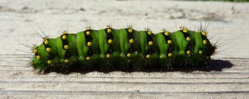 Saturnia pavonia