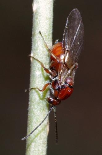 Andricus sp.