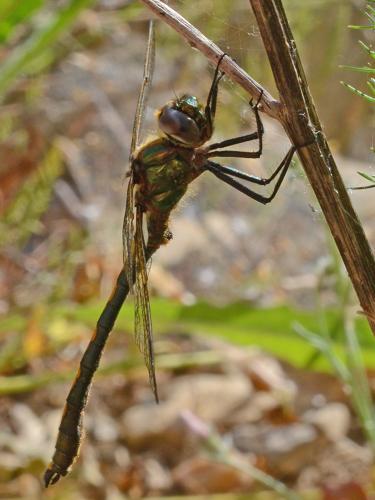 Oxygastra curtisii