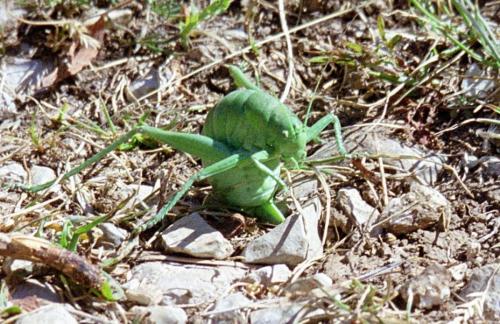Polysarcus scutatus