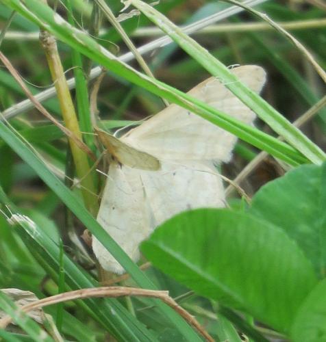 Idaea deversaria