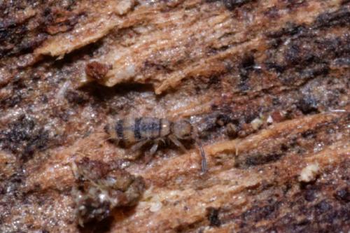Entomobrya corticalis