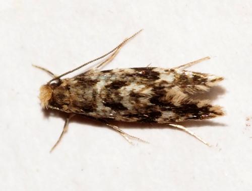 Réf. 178 940 : Nemapogon sp.