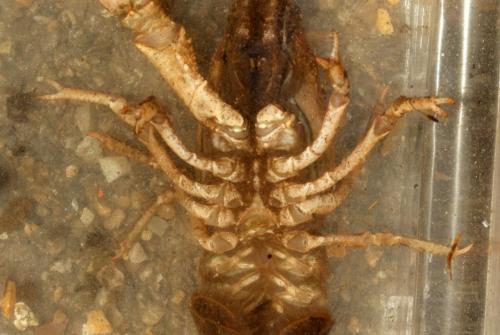 Orconectes limosus