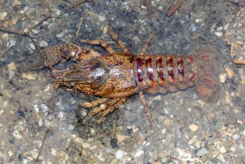 Orconectes limosus