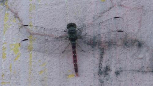 Bradinopyga strachani
