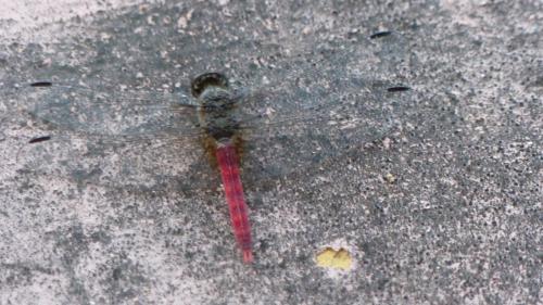 Bradinopyga strachani
