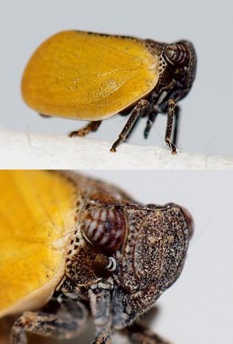 Hysteropterum vasconicum