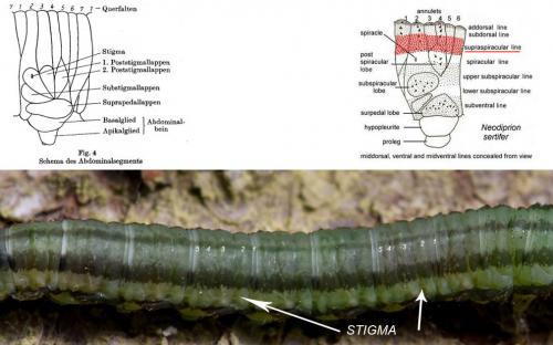 Réf. 178 663 : Nematinae inconnu