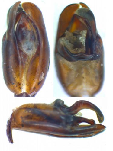 Réf. 178 285 : Ceratophyus alloini