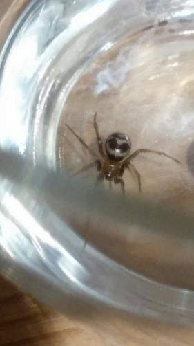 Steatoda grossa