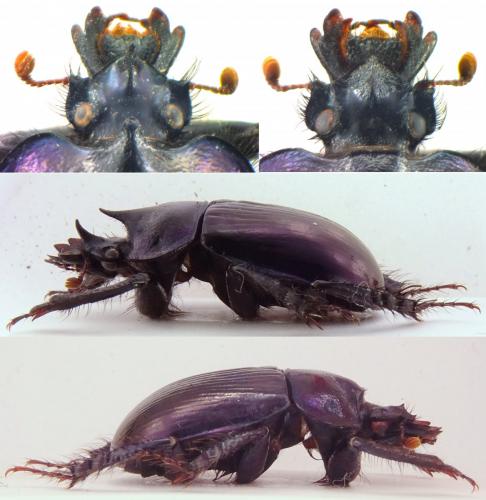 Ceratophyus alloini