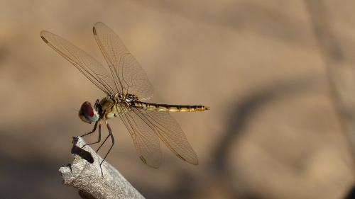 Urothemis edwardsii