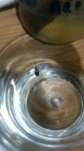 Steatoda grossa