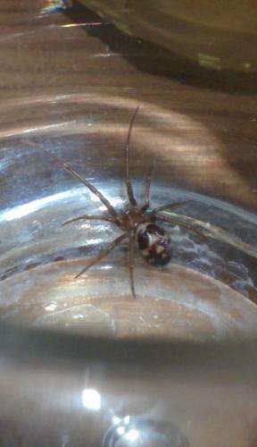 Steatoda grossa
