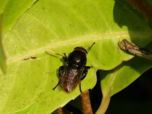 Merodon equestris
