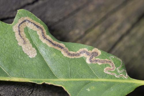 Réf. 178 861 : Stigmella sp.