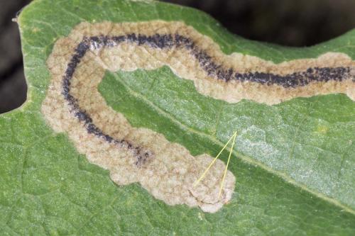 Réf. 178 866 : Stigmella sp.