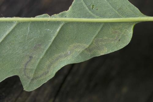 Réf. 178 862 : Stigmella sp.