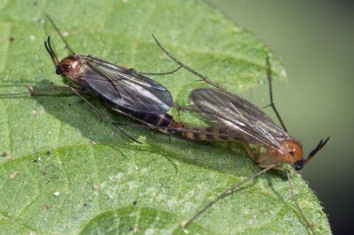 Symmerus annulatus