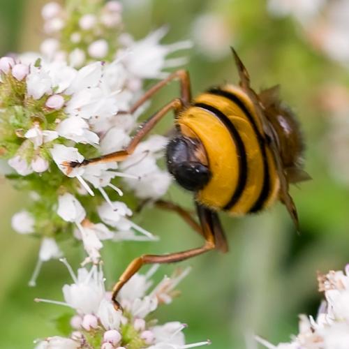 Réf. 178 402 : Volucella inanis