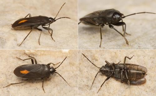 Aphanus rolandri