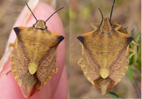 Réf. 178 636 : Carpocoris fuscispinus