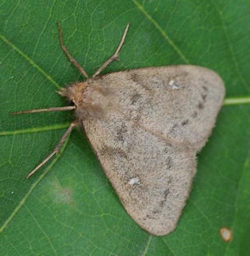 Réf. 178 318 : Ocneria rubea