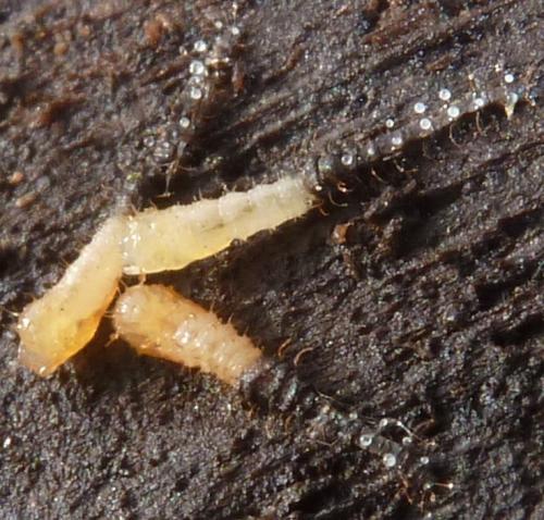Réf. 178 509 : Forcipomyia sp.