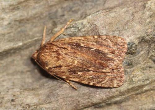 Réf. 178 406 : Amphipyra cinnamomea