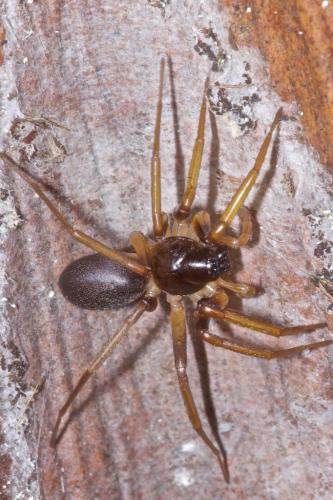 Medmassa sp.