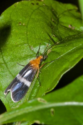 Réf. 178 210 : Diplectrona fasciata