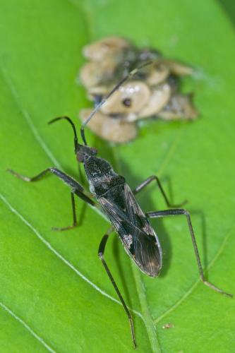 Rhyparochrominae