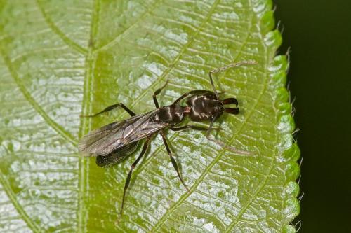 Odontomachus sp.