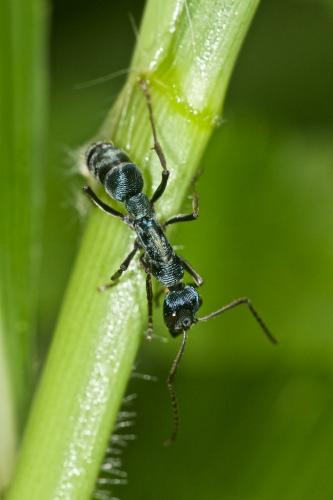 Diacamma sp.