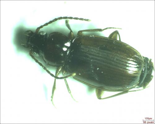 Trechus quadristriatus