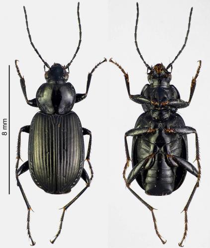 Réf. 178 587 : Agonum duftschmidi
